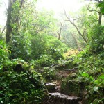 Weg durch den Selvatura Nationalpark