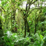 Tief im Nationalpark Monteverde