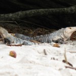 Tierische Besucher am Strand Manuel Antonio