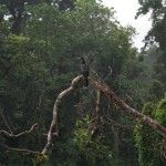 Ein Reiher in Tortuguero. Ob das Gefieder heute nochmal trocken wird?