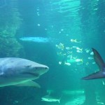 Im Sydney Aquarium