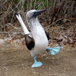 Ein Blue Footed Booby (oder Blaufusstölpel)