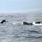 Buckelwale vor der Isla de la Plata