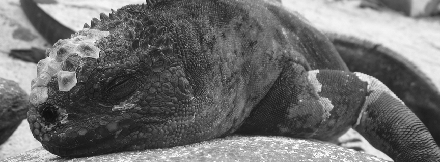 Meerechse (Galapagos 2011)