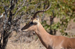 wpid-dsc_0481.jpg