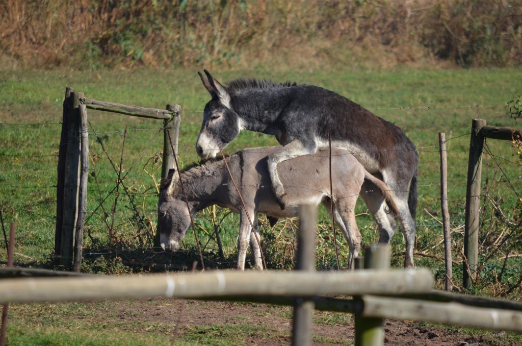 wpid-dsc_0951.jpg